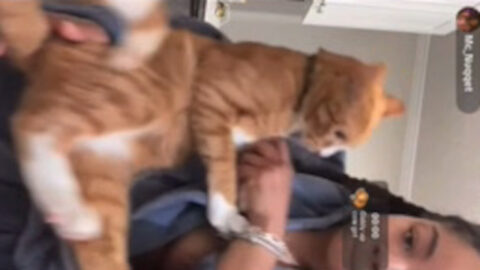 Oops video
